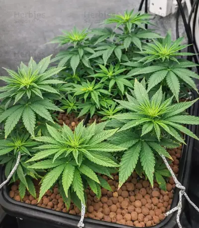 Alienz Seeds