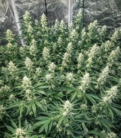 Amnesia Seeds