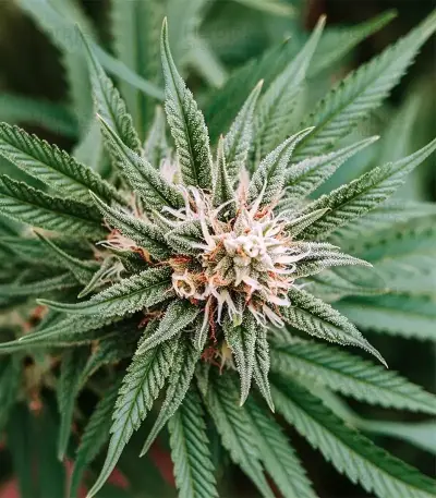 Blue Cheese (Expert Seeds) Seeds