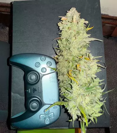 Bubble Gummy Auto (Ethos Genetics)
