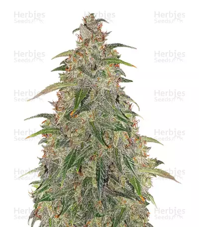 Buddha Syrup Auto Regular semi