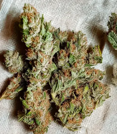 Chemical Bride Seeds
