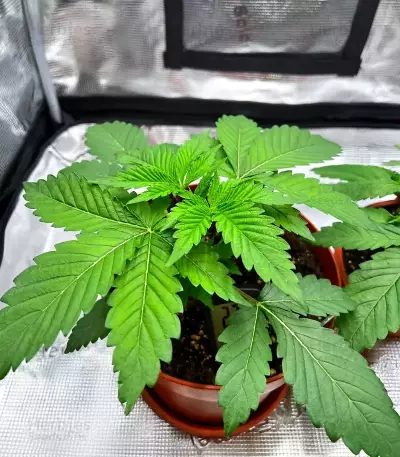 Cherry Poppers (Barney's Farm)