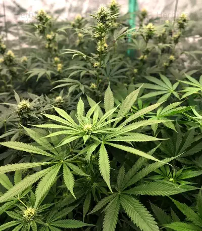 Colombian Jack Seeds
