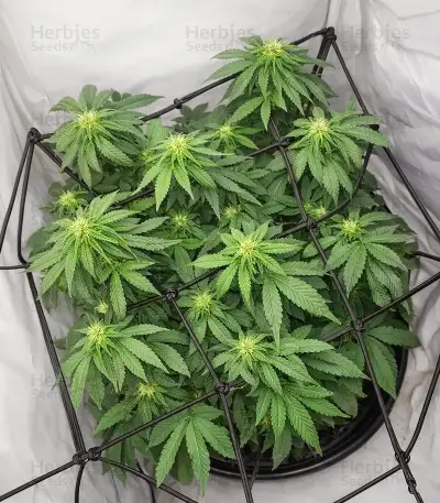 Colorene Kush feminized seeds
