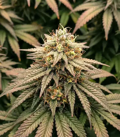 Colorene Kush feminized seeds