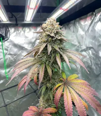 Cookies Gelato Seeds (Royal Queen Seeds)