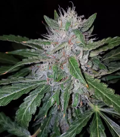 Semillas feminizadas GG#4 Original Glue Auto (Original Sensible Seeds)