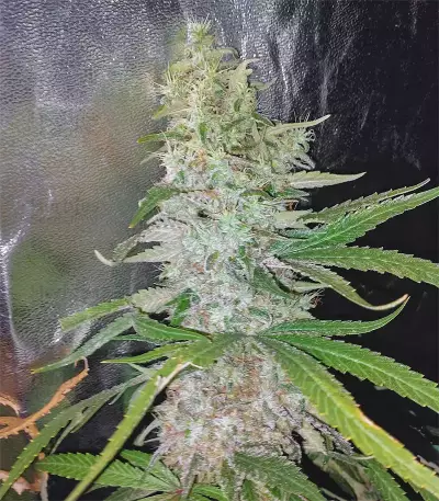 Girl Scout Cookies feminized seeds (Garden of Green)