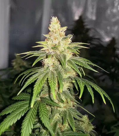 GMO Seeds