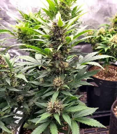 Gorilla King Auto Seeds
