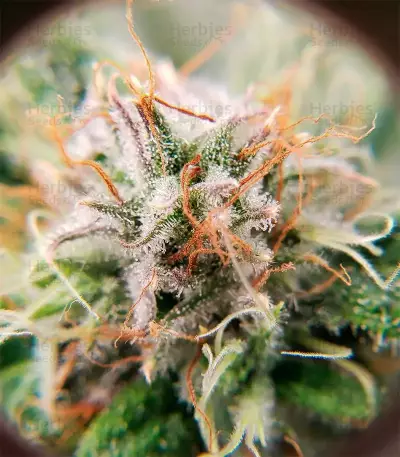 Green Crack
