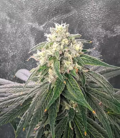 Humboldt Headband Feminized (Humboldt Seeds Company)