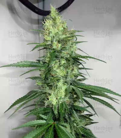 Northern Haze Express Auto feminized seeds