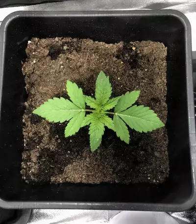 Northern Light Auto Seeds