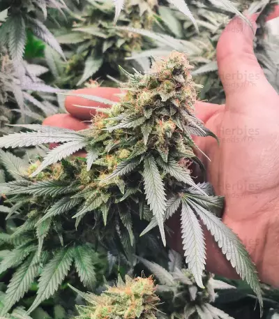 Northern Lights #10 (Herbies Seeds)