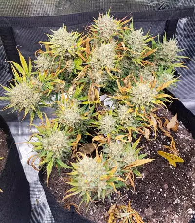 Original Auto Sour Diesel (Fast Buds)