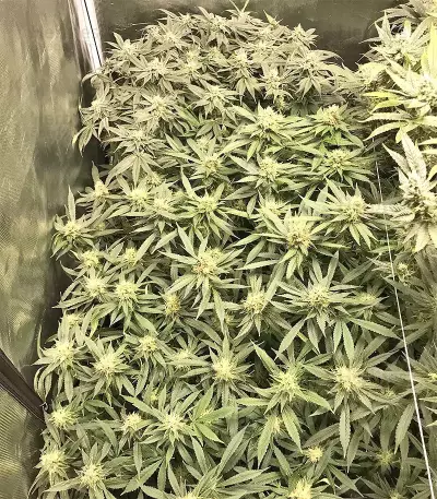 Panama D.C. Seeds