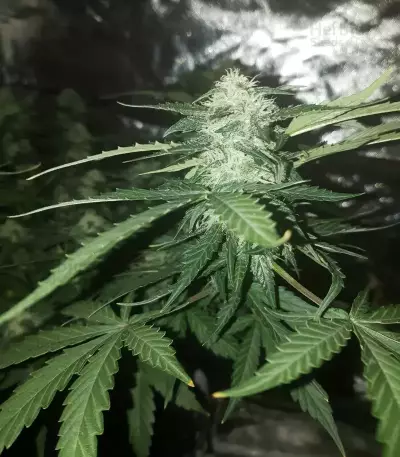 Purple Wreck (Reserva Privada)