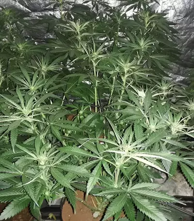 Shogun feminized seeds
