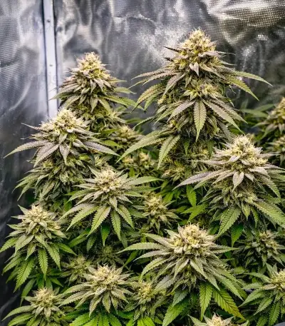 Super Boof Seeds