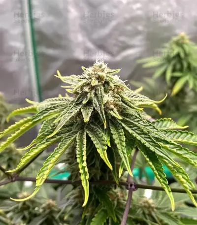 Sweet Critical CBD (00 Seeds) Cannabis-Samen
