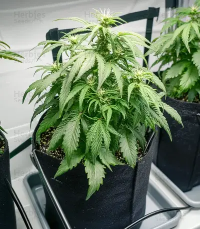 Trainwreck Seeds