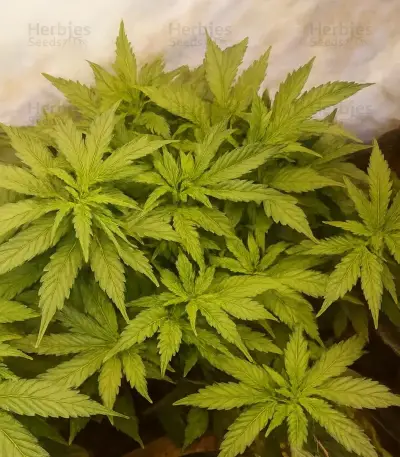 Trippy Sherbert Punch Auto feminisierte Samen (Big Head Seeds)