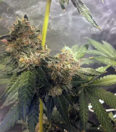 Graines de cannabis Sugar Breath (Humboldt Seeds Organization)