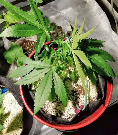 Violet Kush Auto feminized seeds