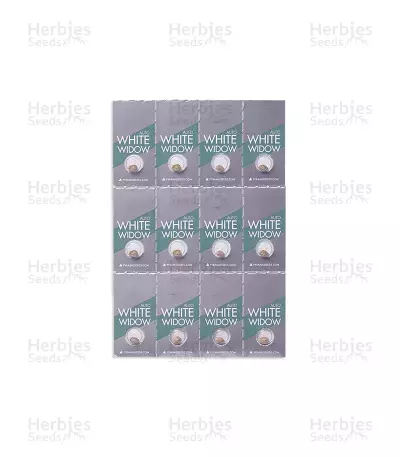 Auto White Widow Seeds (Pyramid Seeds)