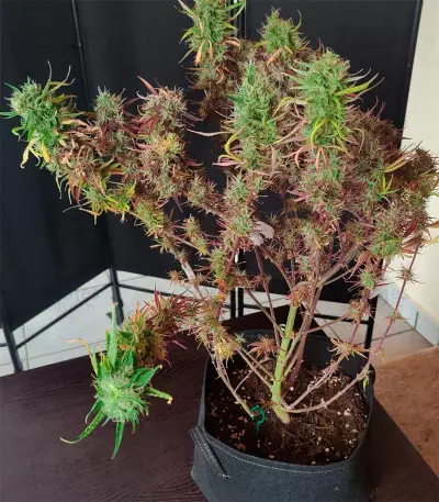 Cheese Autoflower (Herbies Seeds)