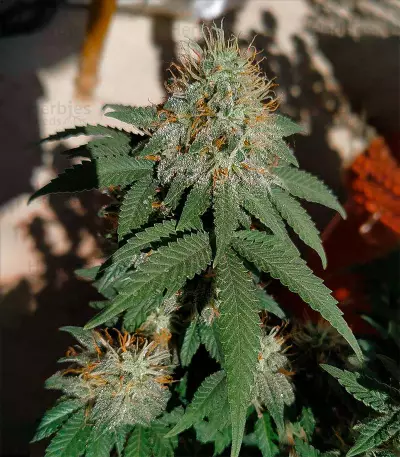 Moby Dick strain seeds