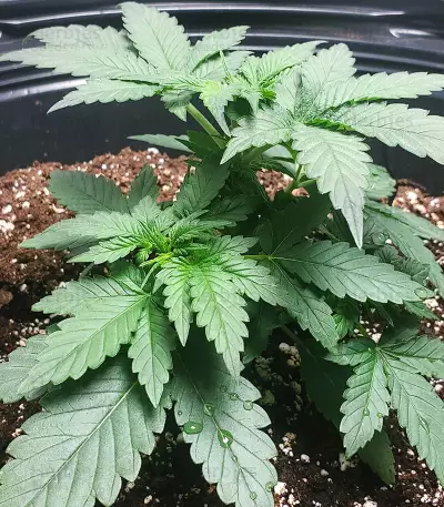 Green Crack Fast Version (Herbies Seeds)