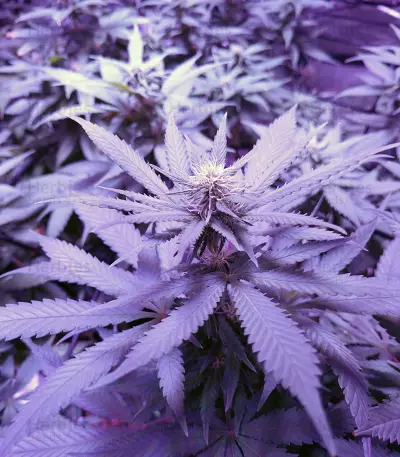Psychofruit Auto feminized seeds