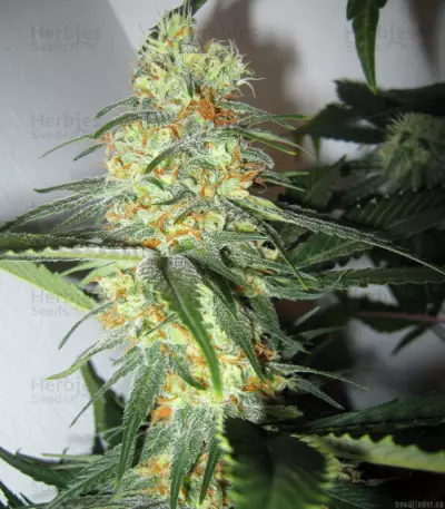 Apollo 11 strain