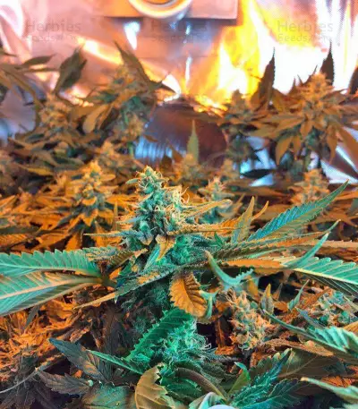 Lemon Skunk (GHS)