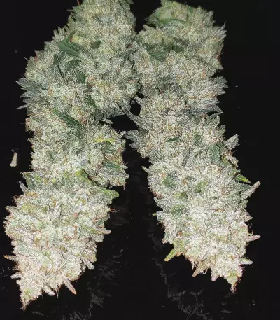 Original Auto AK Seeds
