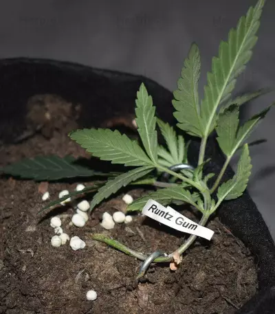 Runtz Gum strain