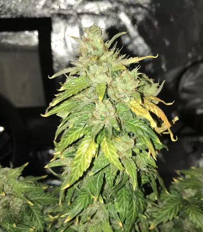 Original Auto Russian Seeds