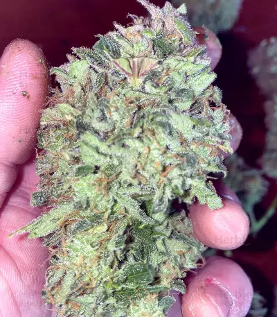 Original Auto AK Seeds