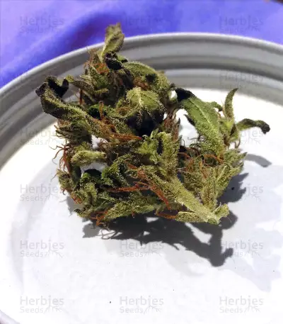 Auto Jack Herer (Advanced Seeds)