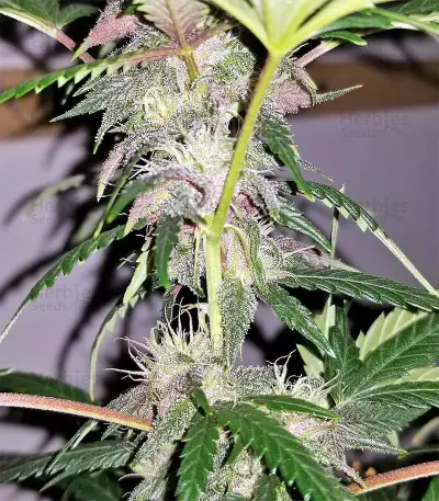 Auto Purple Gorilla Seeds