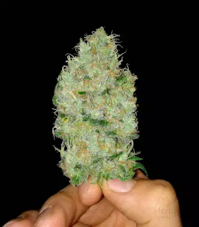 Big Bomb regular (Bomb Seeds)