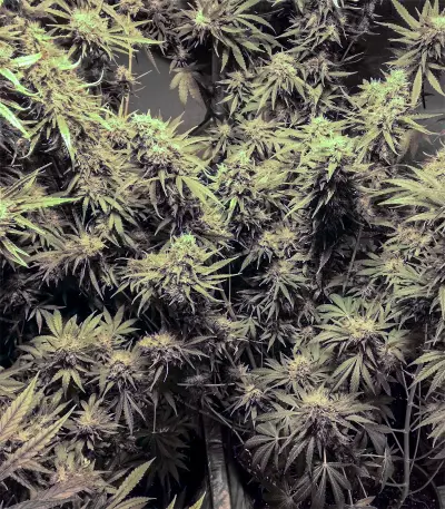 Graines de cannabis Big Bomb (Bomb Seeds)