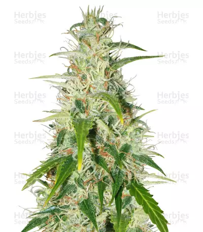 Buy Buddha Deimos Auto Regular seeds