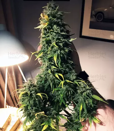 Semi femminizzati Chemdogging Auto