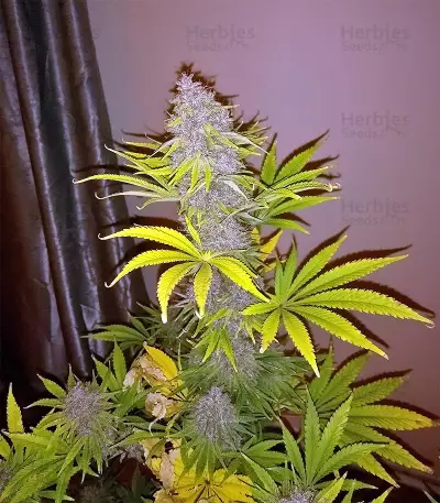 Congo x Kali China Seeds