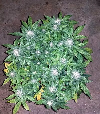 Critical Mass Automatic feminized seeds