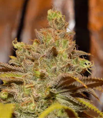 Semi femminizzati Critical Super Silver Haze